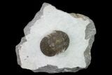 Bargain, Scabriscutellum Trilobite - Morocco #142182-1